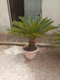 Pianta Cycas