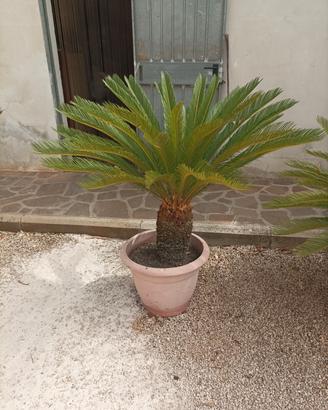 Pianta Cycas