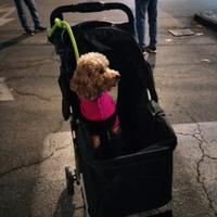 passeggino per cani 