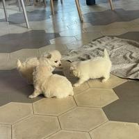 Cuccioli volpino italiano