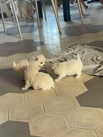 Cuccioli volpino italiano