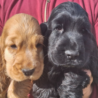 Cocker spaniel inglese