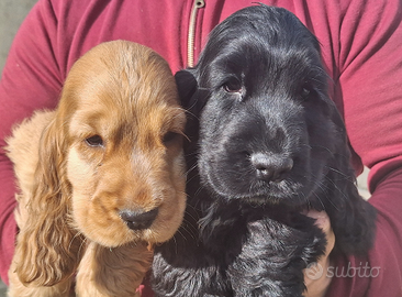 Cocker spaniel inglese