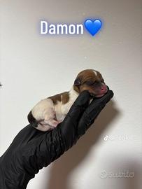 Cuccioli di jack Russell