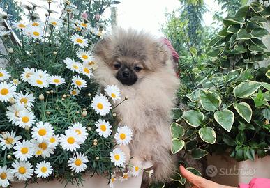 Spitz di pomerania nano