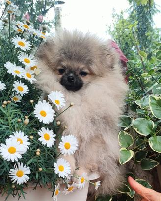 Spitz di pomerania nano