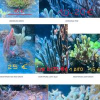 Coralli tropicali - frag