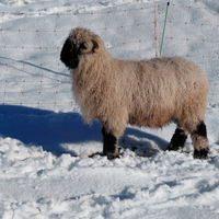 Maschio castrato pecora naso nero del vallese