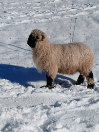 Maschio castrato pecora naso nero del vallese