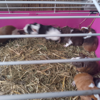 Cavie pelo lungo e corto