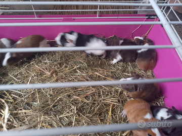 Cavie pelo lungo e corto