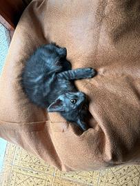 Micetti
