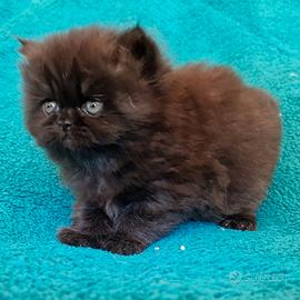 Gatto persiano FEMMINA