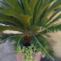 cycas