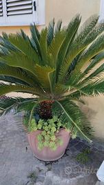 cycas