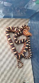 baby serpenti del grano 2026
