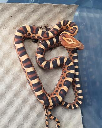 baby serpenti del grano 2026