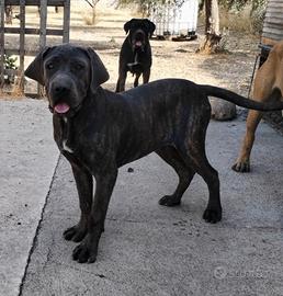 Cane corso