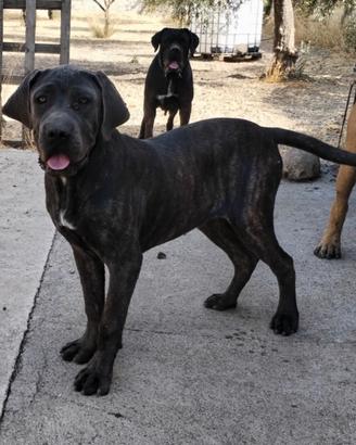 Cane corso