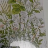 3 stampe antiche di botanica originale colorate d 