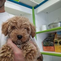 Maltipoo mini toy fulvo carico manto riccio