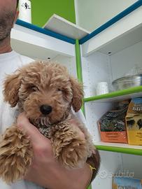 Maltipoo mini toy fulvo carico manto riccio