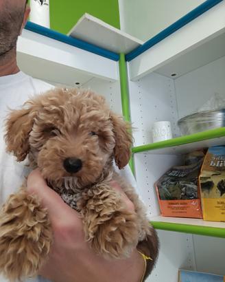 Maltipoo mini toy fulvo carico manto riccio