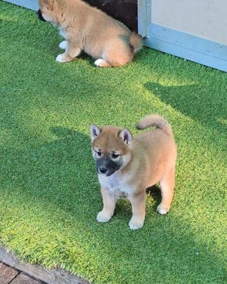 Shiba inu