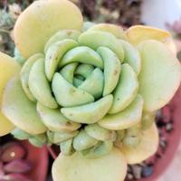 Aeonium Lily Pad piante grasse