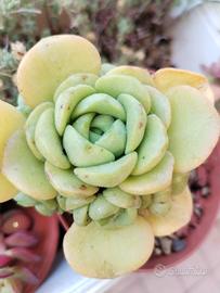 Aeonium Lily Pad piante grasse