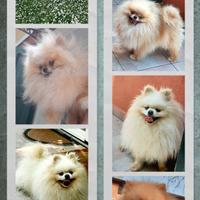 Spitz Pomerania Accoppiamento