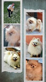 Spitz Pomerania Accoppiamento