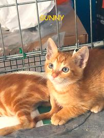 Sunny micio rosso di 4 mesi