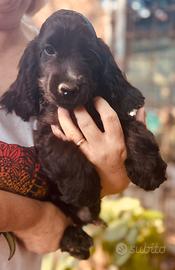 Cuccioli cocker con pedigree enci