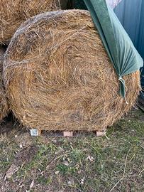 Balloni fieno 4q - 400kg per cavalli