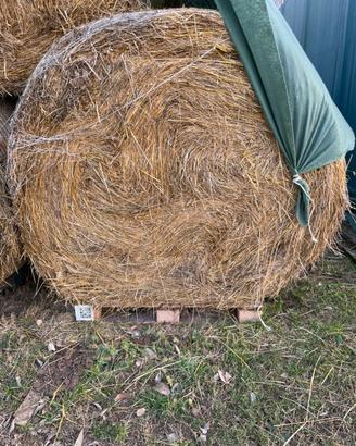 Balloni fieno 4q - 400kg per cavalli