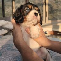 Cucciolo cavalier king