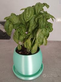 vaso moderno autoirrigante 