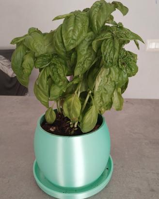 vaso moderno autoirrigante 