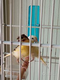 Canarini gialli spagnoli e timbrado