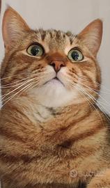 Gattina da adottare