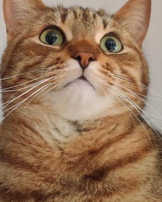 Gattina da adottare