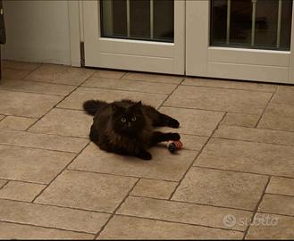 Piastrelle Del Conca Lavaredo, gres porcellanato