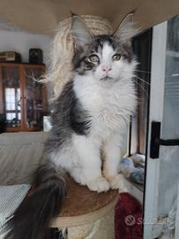 Gattino Maine coon