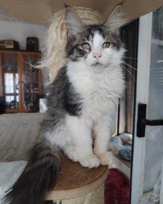 Gattino Maine coon