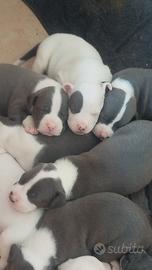Cuccioli di Amstaff