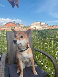 Shiba inu