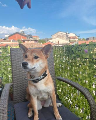 Shiba inu