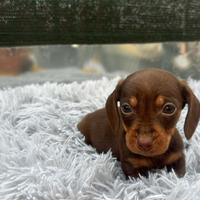Bassotto cioccolato femmina kaninchen
