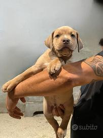 cuccioli American Bully XL 